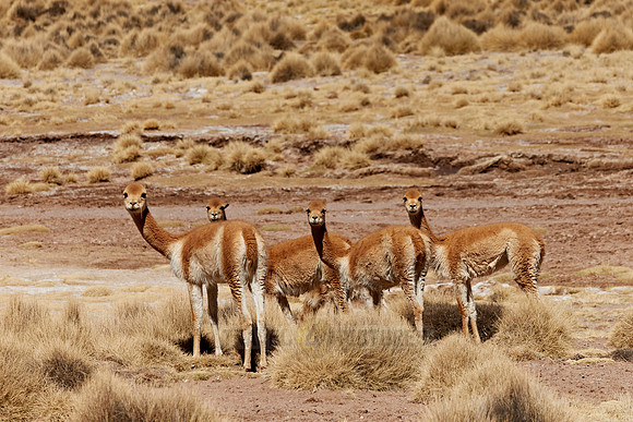 herd of Vicunas