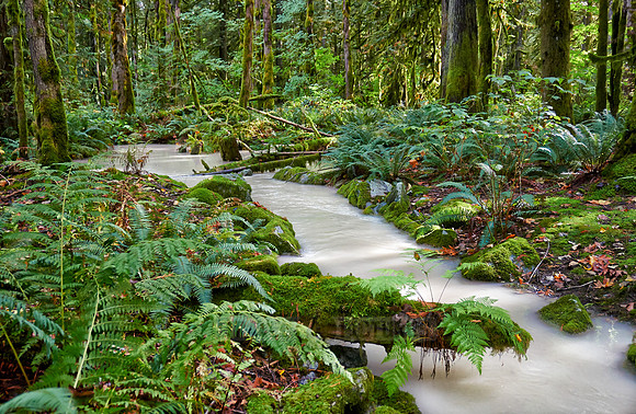 milky river in Great Bear Rainforest