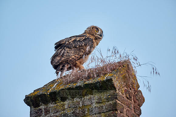 Eurasian eagle-owl (Bubo bubo), fledgling on a roof of a church