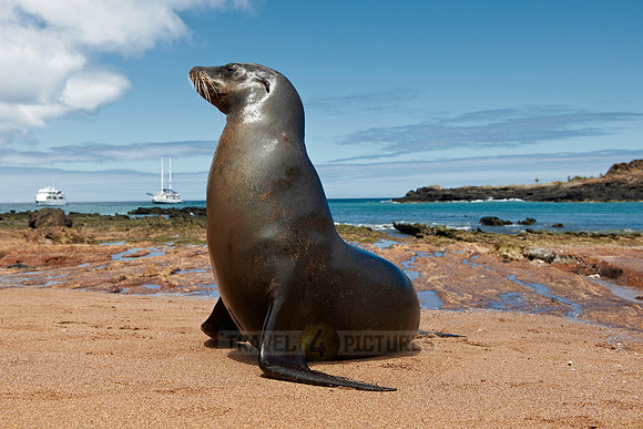 Galapagos Sea Lion