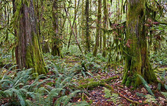Great Bear Rainforest