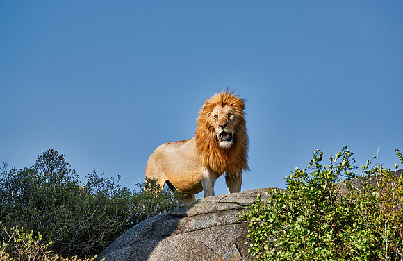 huge male lion on a kopje