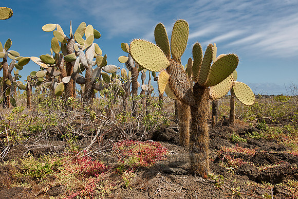 Galapagos giant cactus