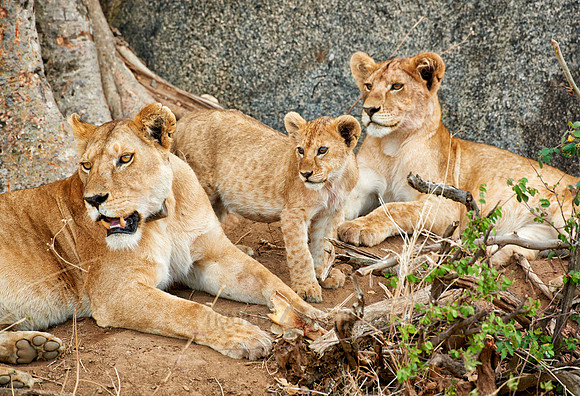 lion family