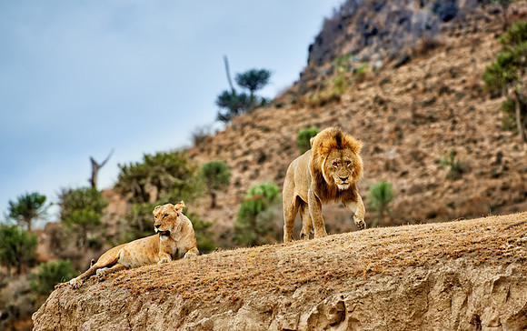 mating lions in Ngorongoro crater