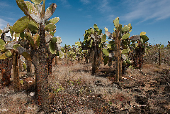 Galapagos giant cactus