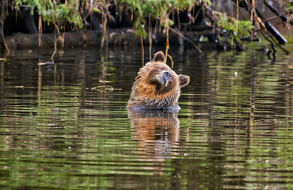 Grizzly bear at Knight Inlet