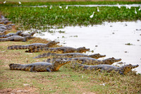 huge group yacare caiman