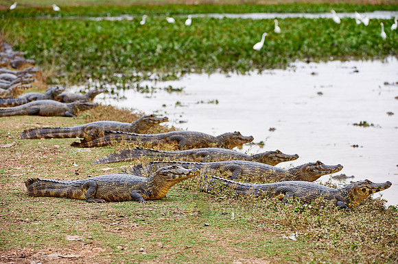 huge group yacare caiman