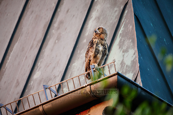 Eurasian eagle-owl (Bubo bubo), fledgling on a roof of a church