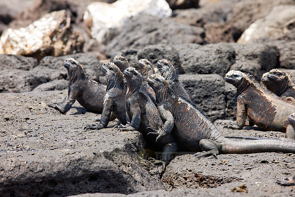 Marine Iguana on cliff