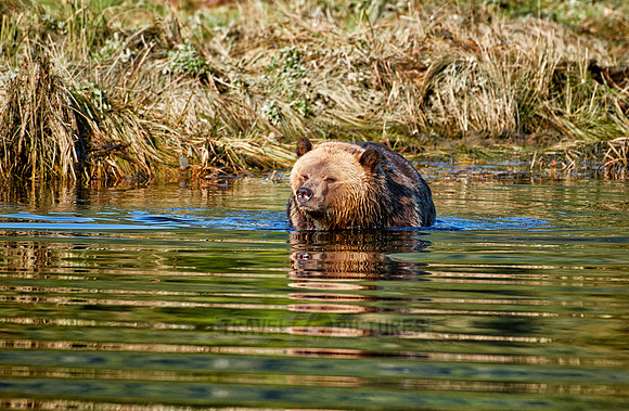 Grizzly bear at Knight Inlet