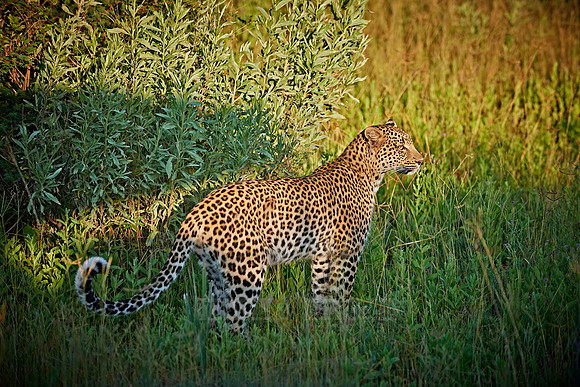 leopard (Panthera pardus)