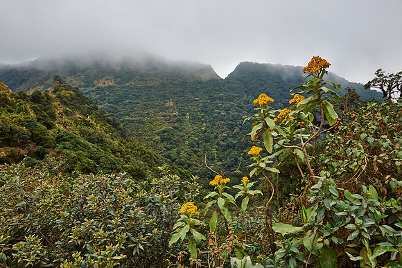 cloud forest of La Siberia