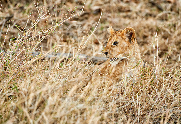 cute ​lion cub