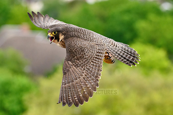 Peregrine Falcon in flight