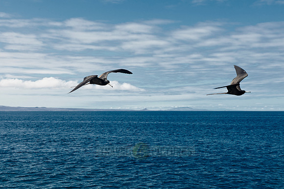 flying Frigatebirds