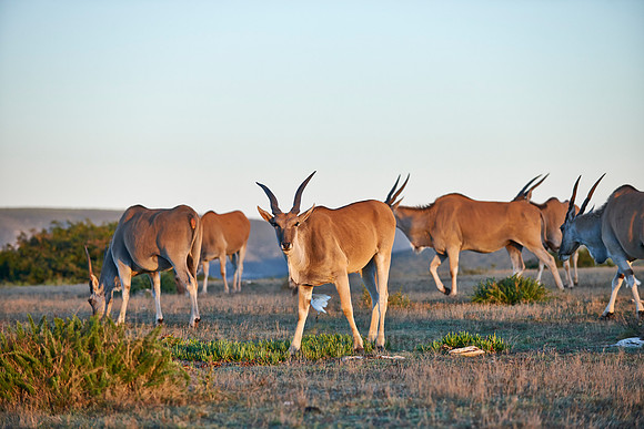 Common eland