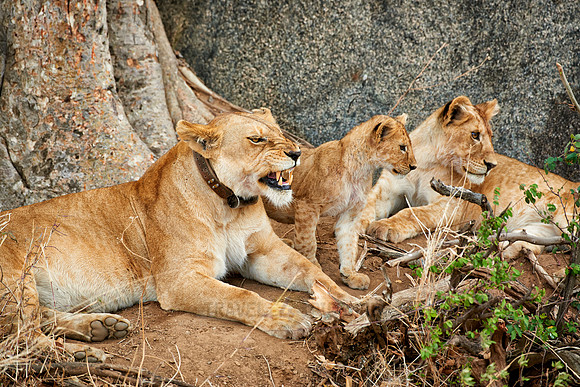lion family