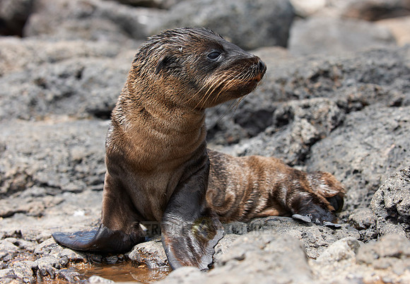 young Galapagos Sea Lion