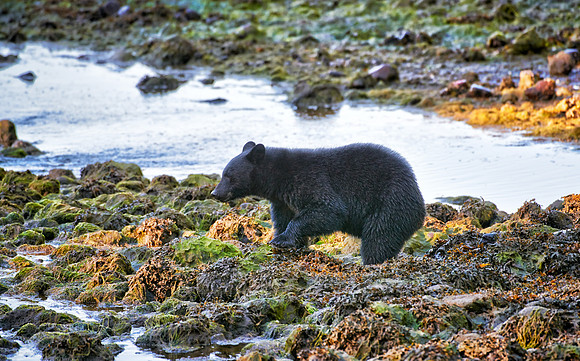 young American black bear