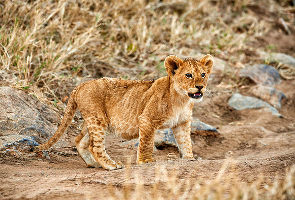 cute lion cub