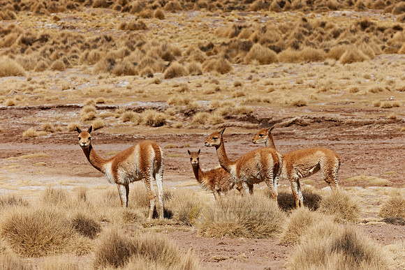herd of Vicunas