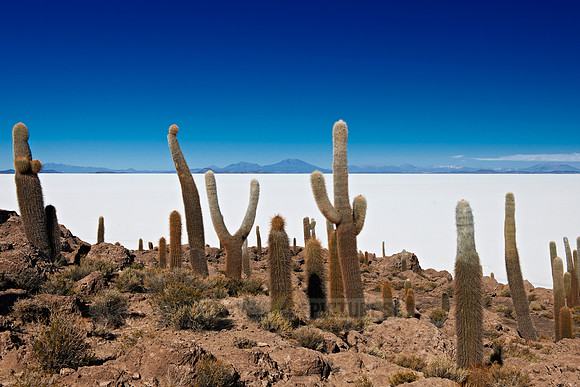 Inkahuasi Island, Salar de Uyuni