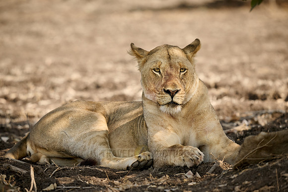 lion (Panthera leo), South Luangwa National Park