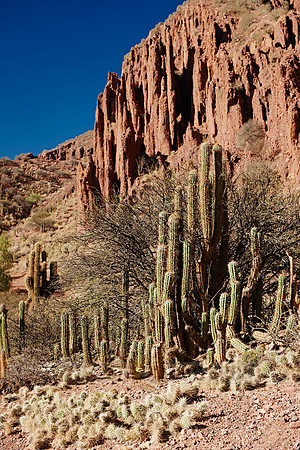 cacti and erosion landscape