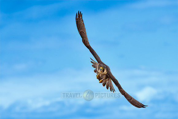Peregrine Falcon in flight
