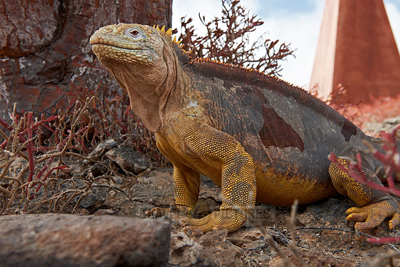 Galapagos Land Iguana
