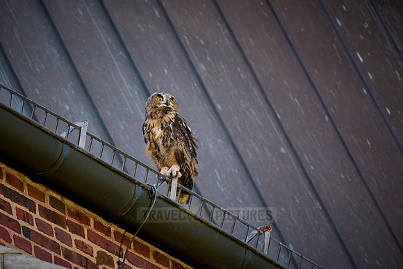 Eurasian eagle-owl (Bubo bubo), fledgling on a roof of a church