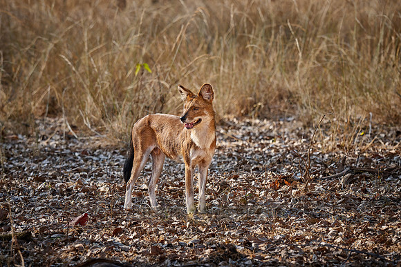 dhole (Cuon alpinus) or indian wild dog