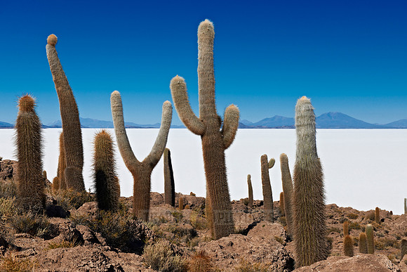 Inkahuasi Island, Salar de Uyuni