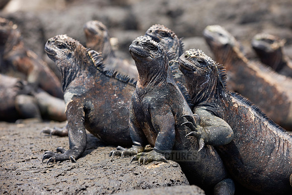 Marine Iguana on cliff