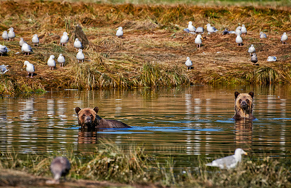 Grizzly bear at Knight Inlet