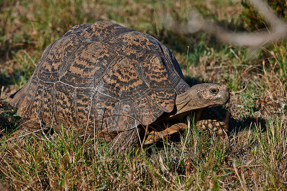 leopard tortoise