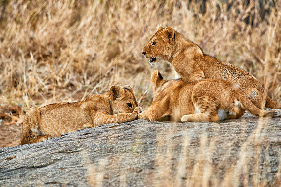 group of lion cubs