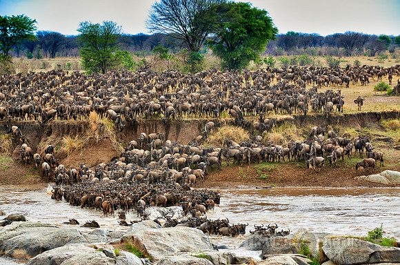 herd of wildebeest crossing Mara River