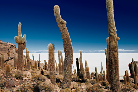 Inkahuasi Island, Salar de Uyuni
