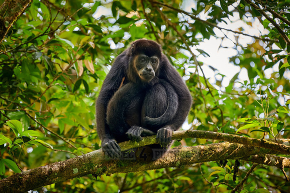 mantled howler (Alouatta palliata)