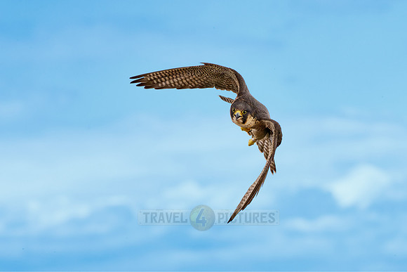Peregrine Falcon in flight