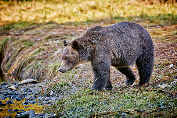 Grizzly bear at Knight Inlet