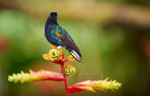 velvet-purple coronet (Boissonneaua jardini)
