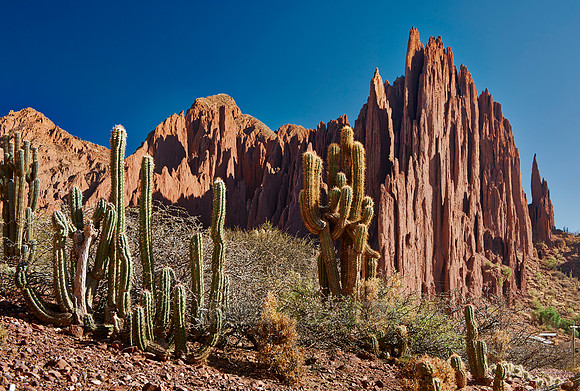 cacti and erosion landscape
