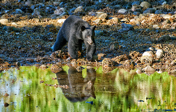 Amerikanische Schwarzbaer  |American black bear|