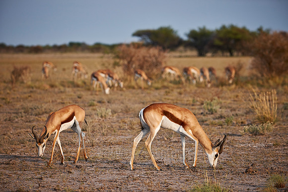 Springbok