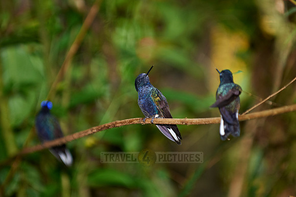 velvet-purple coronet (Boissonneaua jardini)