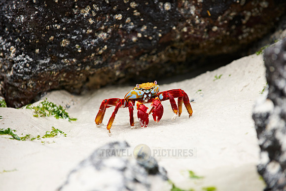red rock crab, Grapsus grapsus